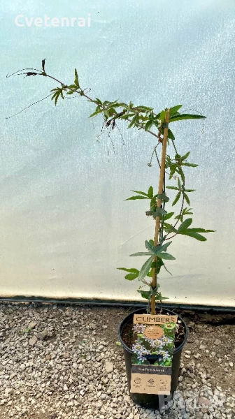 Пасифлора, снимка 1