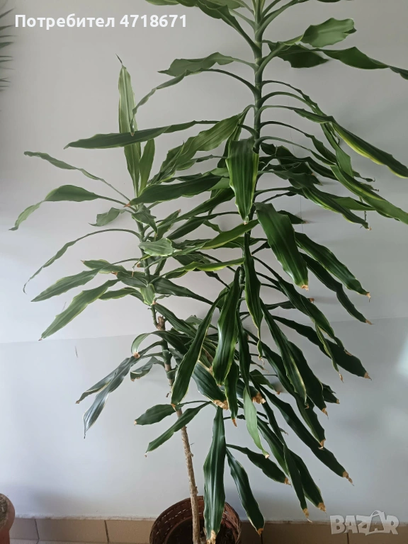 Дпацена 1.8м, снимка 1