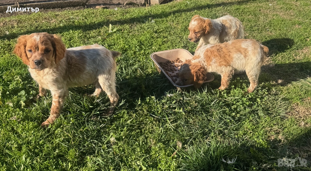 Бретон шпаньоли, снимка 1