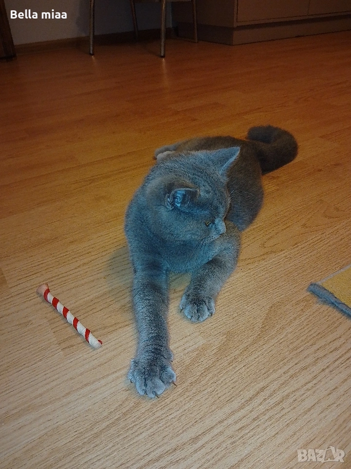 Мъжко Британче , снимка 1