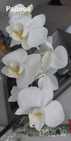орхидея, снимка 1 - Стайни растения - 44499083