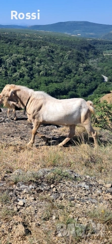 Англо-нубийски пръчлета за разплод