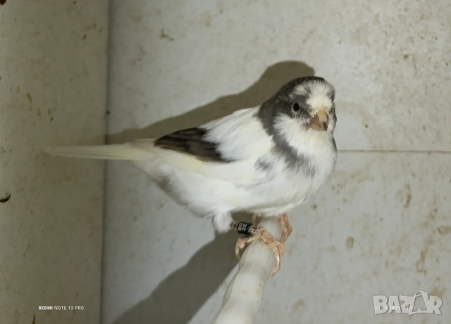Женски певчески канарчета Орфей , снимка 4 - Канари - 52026869