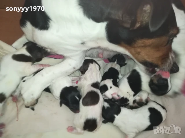 ДЖАК РЪСЕЛ БЕБЕТА-РОДЕНИ 11.08.25г 1208251833, снимка 3 - Джак ръсел териер - 51343492