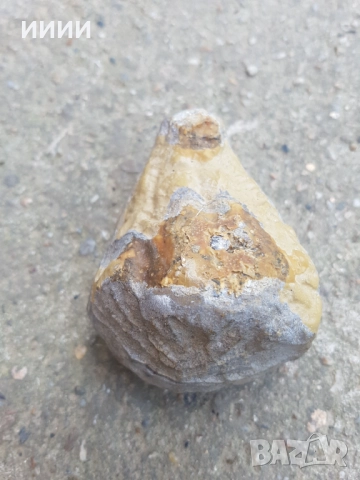 Зъб от динозавър / мамут, снимка 2 - Антикварни и старинни предмети - 52367408