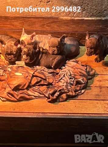 Френски булдог , снимка 2 - Френски булдог - 52567202