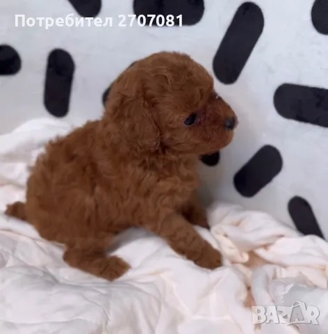 Той пудел, снимка 6 - Пудели - 49716688