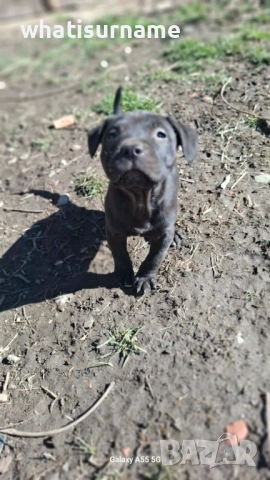 Женско куче Питбул, снимка 5 - Други - 53682476
