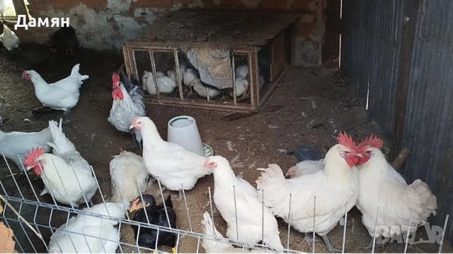 Петли за Домазлък,от породата Брезе Галоа