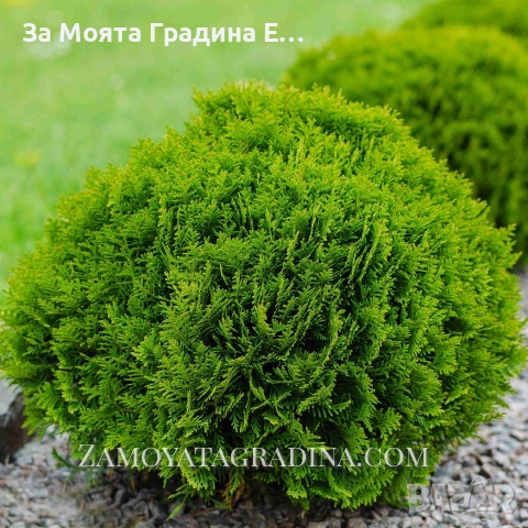 Туя Голд Даника 