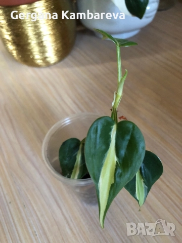 Philodendron Rio , снимка 4 - Стайни растения - 51858504