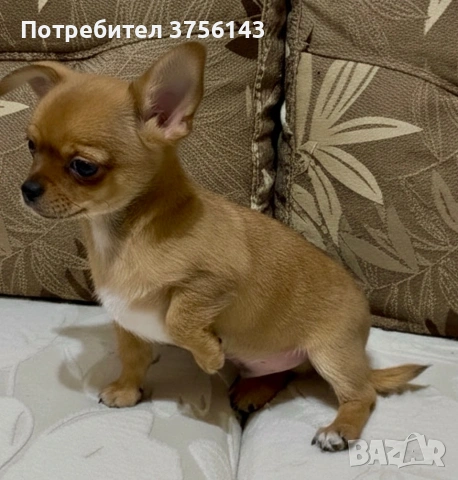 Топ Мъжко Мини Чихуахуа , снимка 2 - Чихуахуа - 53065953