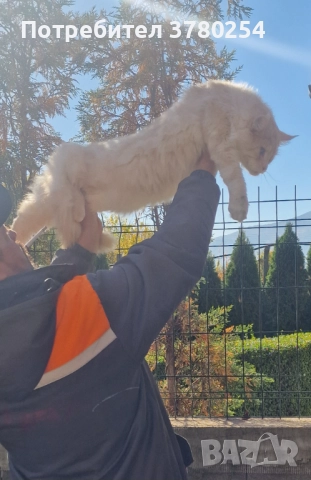 Мейн Кун, снимка 7 - Мейн кун - 52518838