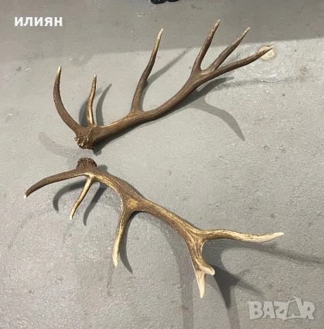 Рог елен 1, снимка 4 - Други ценни предмети - 53857282