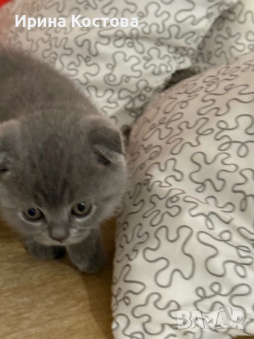 Малки клепоухи Британчета, снимка 10 - Британска късокосместа - 52920418