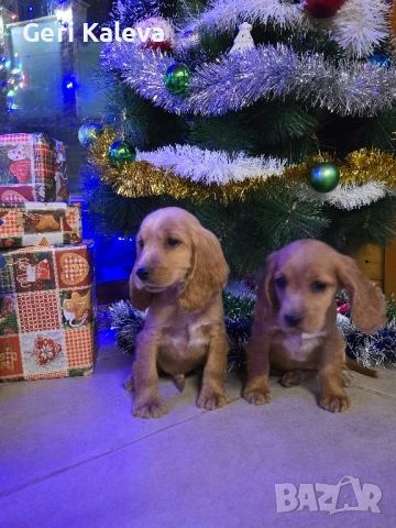 чистокръвни Кокер Шпаньоли, снимка 4 - Кокер шпаньол - 52750267