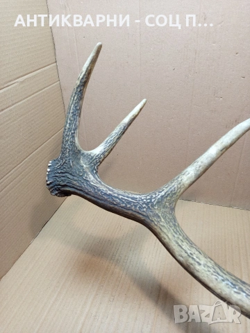 Стар Единичен Еленски Рог Рога Тегло 1.300кг. НОМЕР 705., снимка 3 - Антикварни и старинни предмети - 53500643