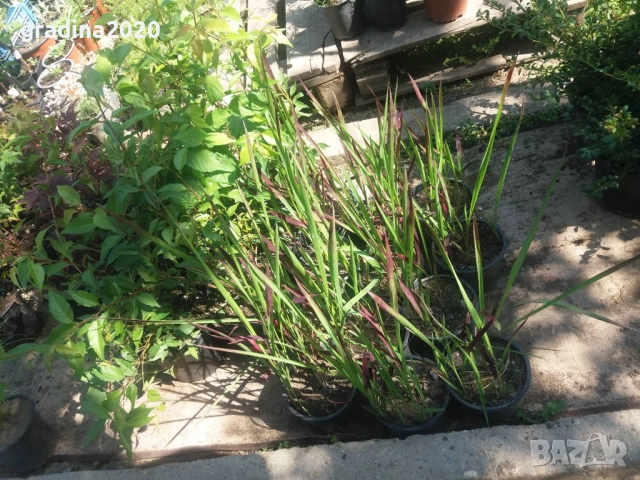 Императа / Imperata cylindrica, снимка 7 - Градински цветя и растения - 29191634