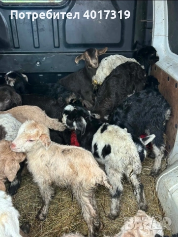 Продавам малки ярета, снимка 2 - Други животни - 53234311