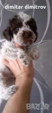 лагото романьоло , снимка 14 - Други - 52431390