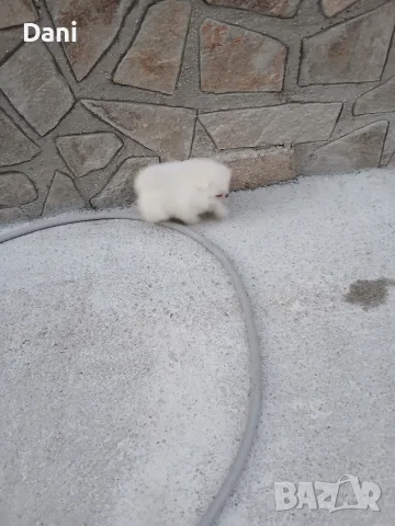 Mini Pomeran Momce, снимка 11 - Померан - 55735876