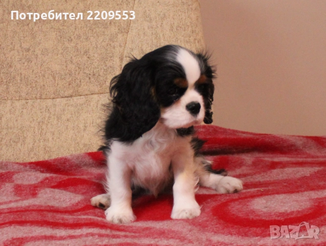 Кавалер Кинг Чарлз Шпаньол FCI, снимка 5 - Кавалер кинг чарлз шпаньол - 52619347