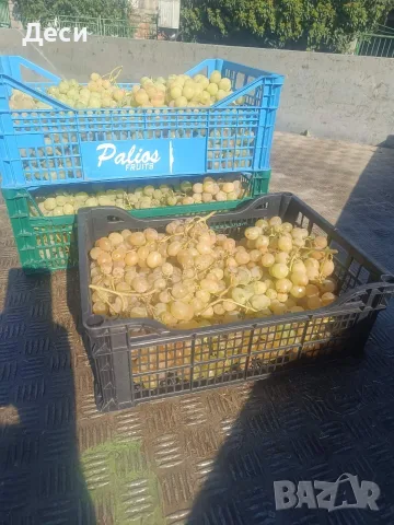 Бяло десертно грозде , снимка 2 - Други - 56184314