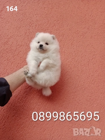 Женски Померани. Снимки от 18.02.26 г. , снимка 6 - Померан - 53518661