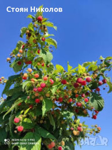 Разсад ягоди и малини в Сортови семена и луковици в с. Илинден - ID39922210  — Bazar.bg