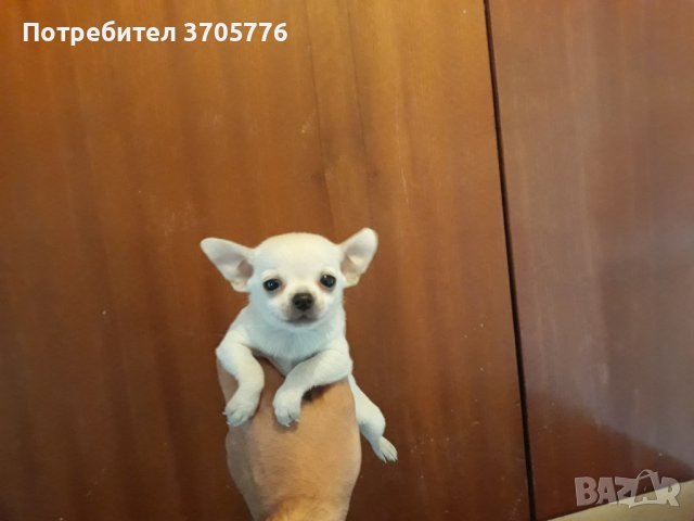 Чихуахуа и чихупинчери, снимка 3 - Чихуахуа - 40470914