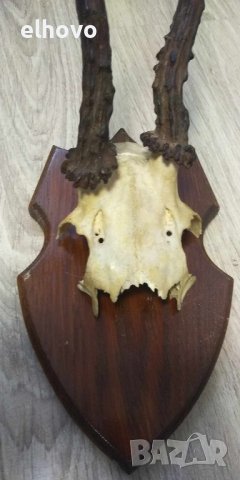 Еленови рога с череп#1, снимка 3 - Антикварни и старинни предмети - 42353824