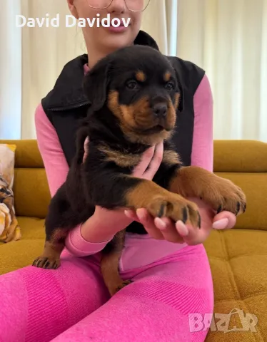 Ротвайлерчета По FCI Стандарт Ротвайлер, снимка 5 - Ротвайлер - 47602083