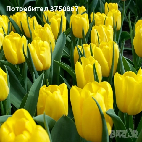 🌷 Лале в саксия (Tulipa), снимка 7 - Градински цветя и растения - 53449560