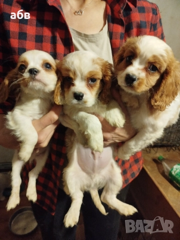 кавалер кинг чарлз шпаньол 