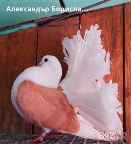 Фенерлии различни цветове разпродажба , снимка 6 - Гълъби - 33982752