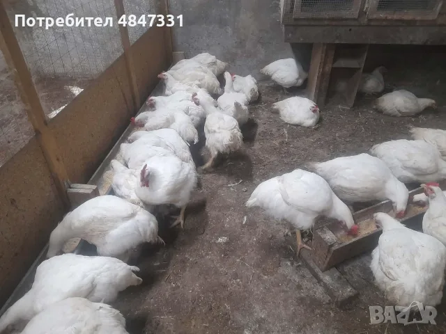 Кокошки                    .