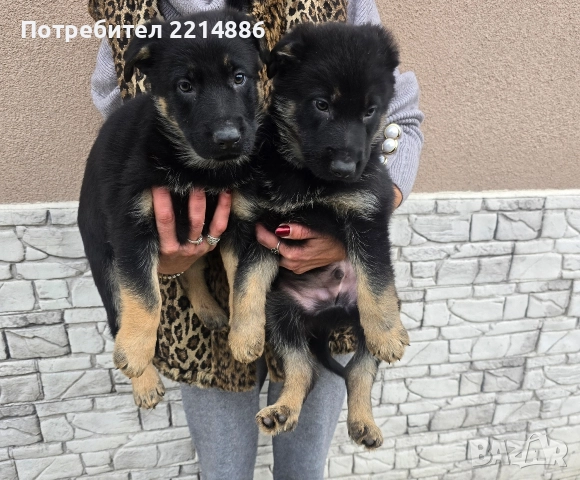 Немска овчарка работен тип