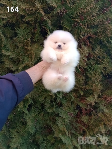 Бели мини Померани. Реални снимки ! , снимка 10 - Померан - 53780624