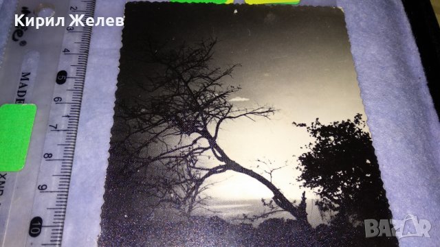 СТАРА МНОГО ЖИВОПИСНА ПОЩЕНСКА КАРТИЧКА ПОЛША ХУДОЖЕСТВЕНА ЧЕРНО-БЯЛА ФОТОГРАФИЯ ПРИРОДА 32448, снимка 4 - Филателия - 38675589