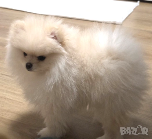 Померан момиче, снимка 6 - Померан - 53300145