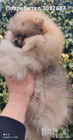 Померан момче, снимка 3 - Померан - 53697903