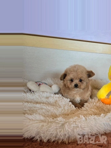 Помапу момче , снимка 2 - Пудели - 52854424