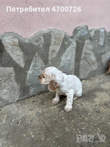 Кокер Шпаньол , снимка 2 - Кокер шпаньол - 52997505