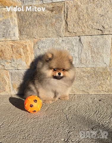 Мини Померан момче 