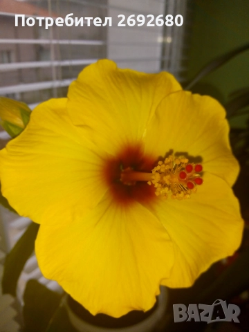 Китайска роза/хибискус/видове/стайно растение , снимка 7 - Стайни растения - 51079081