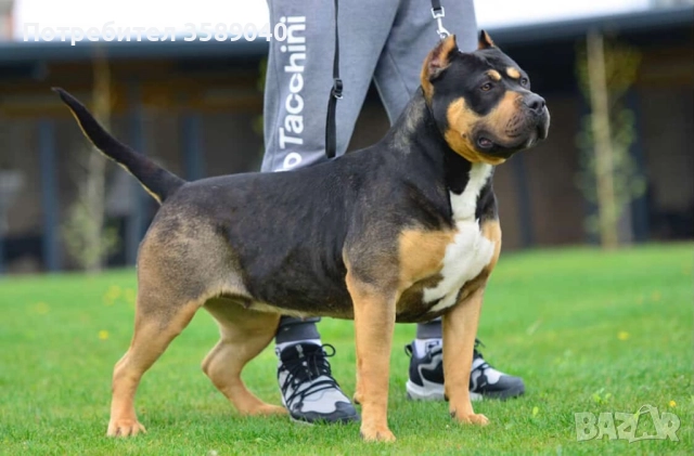 American Bully XL, снимка 8 - Други - 52942092
