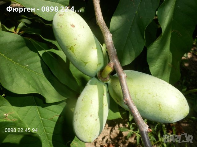 Asimina triloba, Асимина, Пау-пау, Индиански банан, снимка 6 - Разсади - 41973671