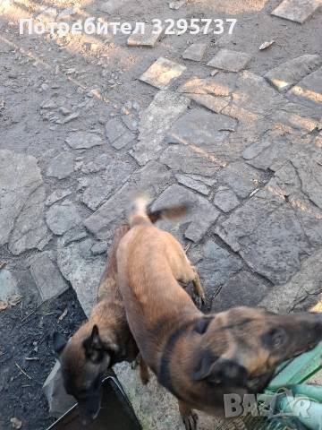 Продава Белгийска овчарка Малиноа , снимка 4 - Белгийска овчарка - 52921799