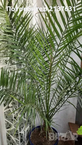 ФИНИКОВА КАНАРСКА ПАЛМА , снимка 6 - Стайни растения - 46580171