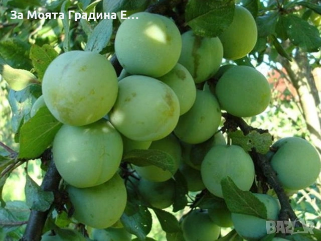 Плодни дръвчета - Микс обява , снимка 10 - Градински цветя и растения - 53618283